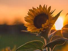 해 빛나 자소서