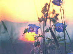 나의 사프란들아. 그리고 나의 청춘들아.