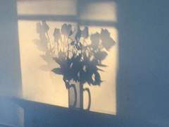 [ 츠키노 코유키｜여｜플로리스트 ]