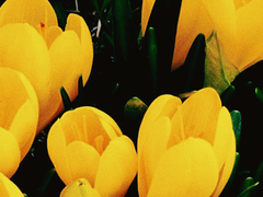 Yellow Crocus [日本語]
