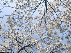 힢마(히프마이) 사마토키 일곱번째 드림, 완