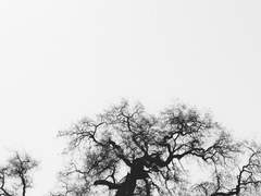 [던전밥] [라이마르파린] 접목(接木)