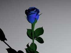 Gloomy Melody. 에 관해