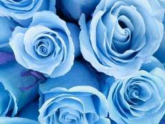 BLUE ROSE