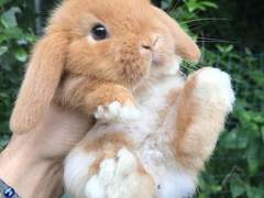 역바니 에쿠레이(추가)