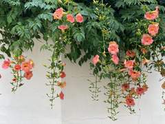 입덧하는 해리엇 주세요-05