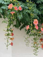 입덧하는 해리엇 주세요