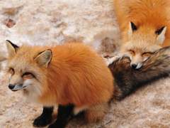 해바라기 데이지 아네모네 루피나스 (미리보기)