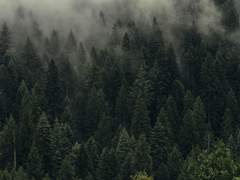 달, 반딧불이, 버들강아지, 비