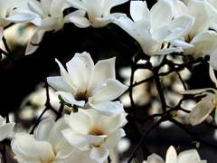 [ Veronica Themis 21 XX ]