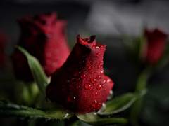 숭고한 만큼이나 짙고 어두운.