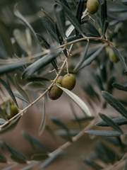 호두나무, 호도