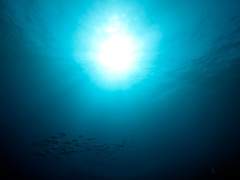 물거품이 꿈꾸던 것