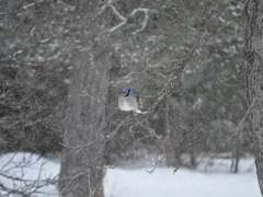 아스타의 둘째는.