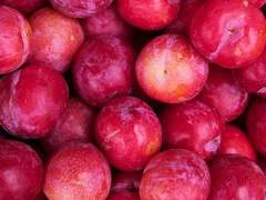 우리 자두, 이름 생겼네