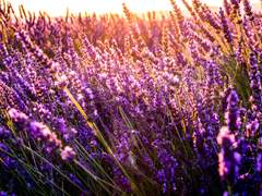 To. Aurora de Paradisus