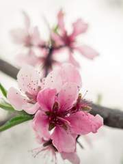 자캐 정리 및 프로필