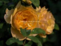 늘 강하고 참하며 어여쁘리