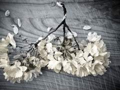 도일월, 26, 사내인테리어부