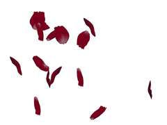 잊어버리지 못할 추억을 너에게