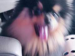 [방탄 이성] 봄토끼, 키워주세요