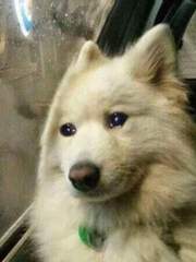 고통받는 강종주님