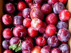 우리 자두, 배고프네