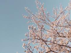 다이에이 하루이치 네번째 드림,2