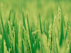 [하이큐드림/키타] 먹이사슬 (3)