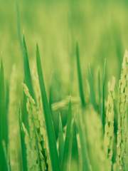 [하이큐드림/키타] 먹이사슬