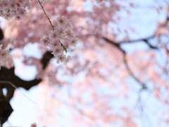 [종려소] 사계(四季) 1