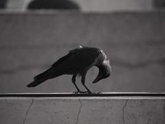 Moneta Purplequartz Viator