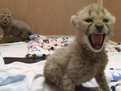 4. NCT127 - gimme gimme 이해를 위한 배경지식_3 ★★★