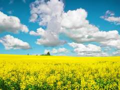 셋쇼마루 미친놈 ...4