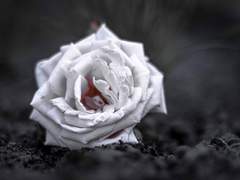 백망되/ 다시 한번 울리는 진혼곡