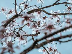 당신 곁에 여전히