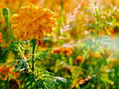 (닌자고) 새우만두의 향은 그리움을 담고 있다