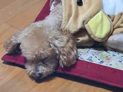 개노답의 하루^^