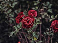 01. 장미의 가시