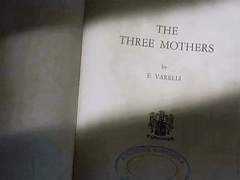 [애쉬윌] 정략결혼 타로!