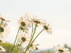 ℌ𝔦𝔳𝔦𝔞 𝔅𝔯𝔶𝔞𝔱 𝔊𝔯𝔢𝔢𝔫𝔦𝔫𝔤/𝔛𝔛/20/불사조의 기사단