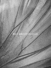 [캐스딘] Metamorphosis