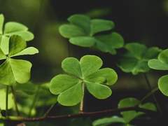 D. S의 인생사 (3)