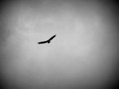 [사윤수애] 잿빛 하늘을 가르는 푸른 날개 中