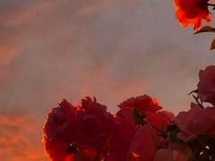 [국뷔]Fire flower 불 꽃