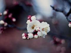 진혼 : 梅花林 (매화림)