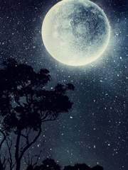 二哈和他的白猫师尊