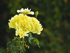 비를 내리는 대신, 행운을