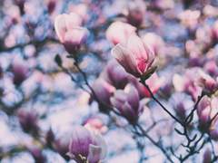 엄마와 목련꽃차