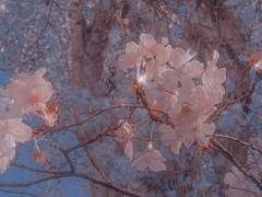 향해커 영찬솔 고록